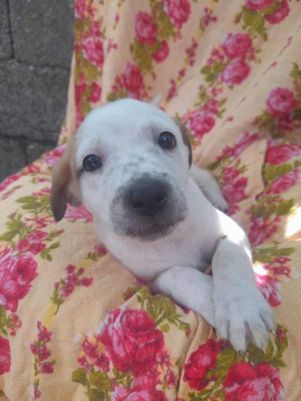 Macchia – Un Cucciolo Meraviglioso Cerca Casa 🐾